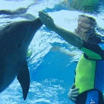 Atlantis Dolphin Adventure Gift Dubai