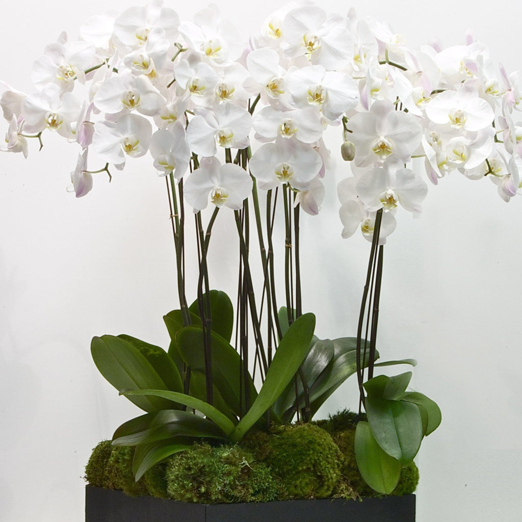 Luxury Orchids Gift UAE