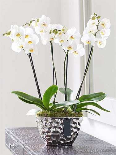 Luxury Orchid Gift Dubai
