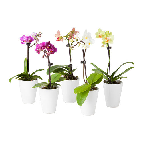 Orchid Plant Gift - Dubai