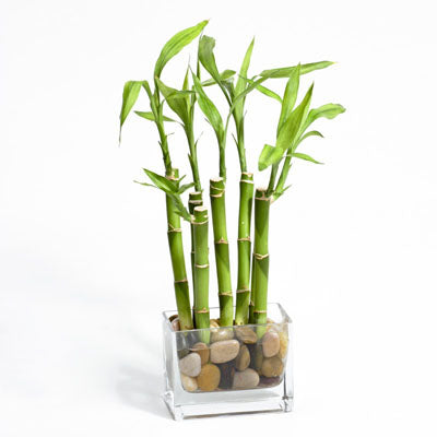 Bamboo Plant - Dubai