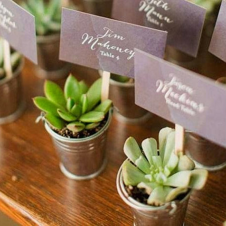 Baby Shower Small Succulent Plant Giveaway