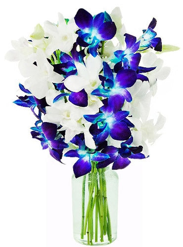 Orkid Biru & Putih yang Menakjubkan- Hantar Hadiah ke Dubai - Penghantaran  PERCUMA ke UAE! – The Perfect Gift® Dubai