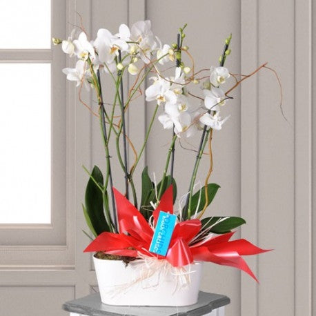 Phalanopsis Orchid Gift Dubai
