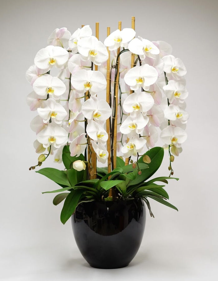 Luxury Orchids Dubai