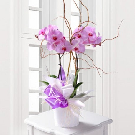 Luxury Birthday Orchids Dubai