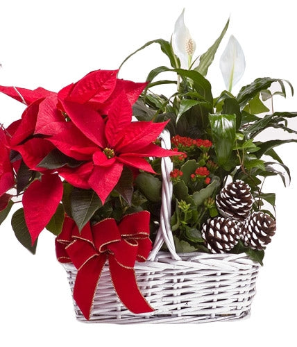 Christmas Poinsettia Flower Basket - Dubai